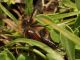 Campo_Felice_1_VII-2016_OL_033.JPG