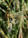 libelloides_8749.jpg