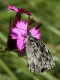 Melanargia_galathea_8711.jpg