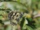 Melanargia_sp_8843.jpg