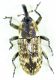 Curculionidae sp.2.jpg