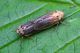 Cicadellidae-2.jpg