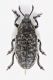 2016-07-10-17.32.18-ZS-PMax.jpg