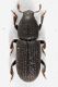 2016-07-10-16.37.10-ZS-PMax.jpg