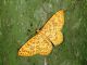 Geometridae 2.jpg