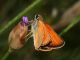 Thymelicus_sylvestris_s_9307.jpg