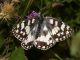 Pyrgus_malvae_s_9272.jpg