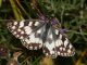 Pyrgus_malvae_s_9280.jpg