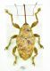 Curculio sp.-2.jpg