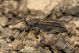 Neodorcadion bilineatum IMG_7330.jpg