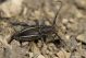 Neodorcadion bilineatum IMG_7329.jpg