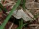 Geometridae_s_9394.jpg