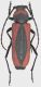 Purpuricenus_globulicollis_Monte_Lupone_900m_1-12_VII-2016_16mm_grey.jpg