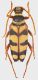 Leptura_aurulenta_Monte_Lupone_1-12_VII-2016_17mm_grey.jpg
