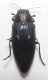 B.novemaculata 3.jpg