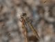 IMG_6262.jpg