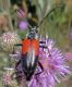 Cerambycidae.jpg