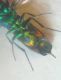 Chrysurr 003 A.jpg