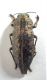 20160723 Dicerca (Dicerca) berolinensis Mt Soro.JPG