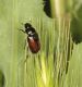 Hymenoplia-live-1.jpg