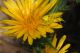 DSC_9656b.jpg