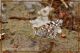 vanessa cardui1.jpg