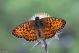 Boloria_titania_0673.jpg