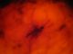 insetto9(8)_2_R.jpg
