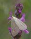IMGP3688_White_moth_sm.JPG