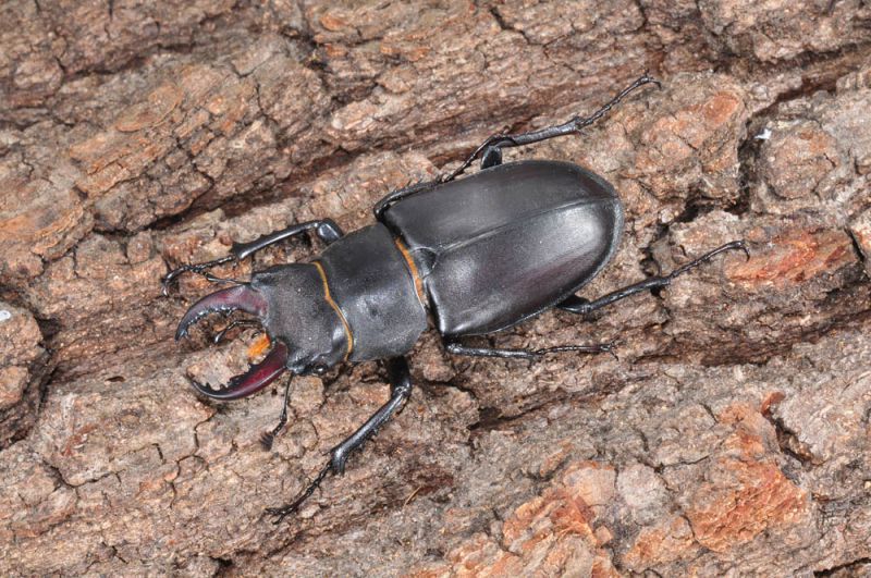 Lucanus-tetraodon-7-16-CastelnovateDSC_0236RID.jpg