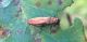 Agrilus_crop.jpg