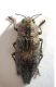 20160730 Dicerca (Dicerca) alni Mt Soro.JPG