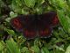 Erebia_s_0479.jpg