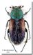 Pygopleurus apicalis_Grecia.jpg