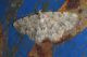 03corsica Meana Ortu 11.6.16 P1050391_Edited_0001.JPG