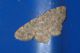 04corsica Meana Ortu 11.6.16 P1050438_Edited_0001.JPG