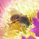 Agapostemon sp. 2 (13-7-16 Quiviro Road, San Diego).jpg