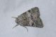 luteocincta Meana Ortu 25.6.16 P1060131_Edited_0001.JPG