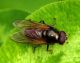 Diptera 13 Aprile 2010 046 Visualizzazione Posta elettronica - Rapida.jpg