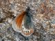 Coenonympha_gardetta_s_0776.jpg