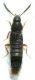 Oxypoda M.jpg
