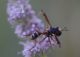 IMGP3946_sm.JPG