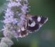 IMGP3936_sm.JPG