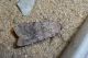 Agrotis SG 22.3.16 P1020655_Edited_Edited.JPG