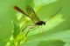 lumok01B Anomalon sp. (Ichneumonidae, Anomaloninae), cf. A. foliator..jpg