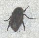 Amblonoxia sp. (13-7-16 Quivira Road, San Diego).jpg