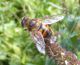 DSCF5511.JPG