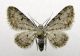 E. limbata 005 (2).jpg