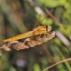 Orthretum_brunneum_s_0966.jpg