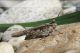 Acrotylus IMG_5523_08.jpg